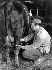 361235 Afbeelding van een boer die een koe melkt.